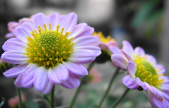 菊