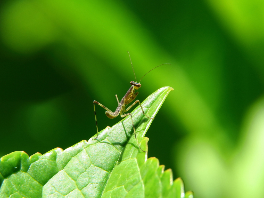 カマキリ
