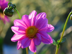 ブンガ・ダリア