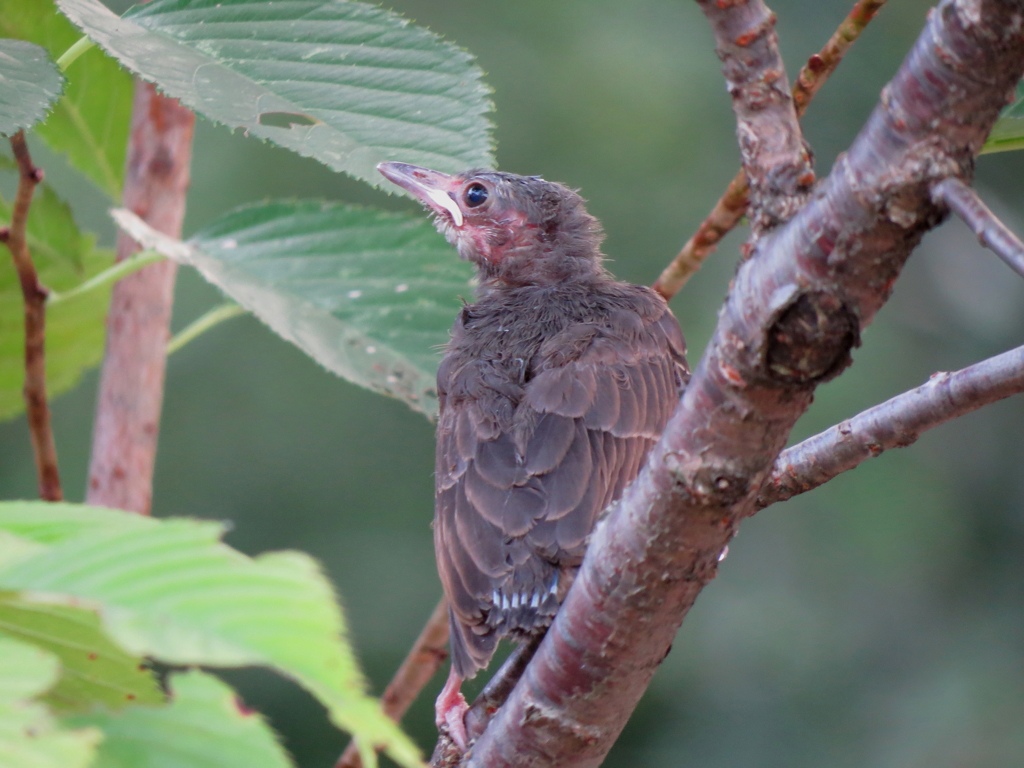 ヒヨドリの雛