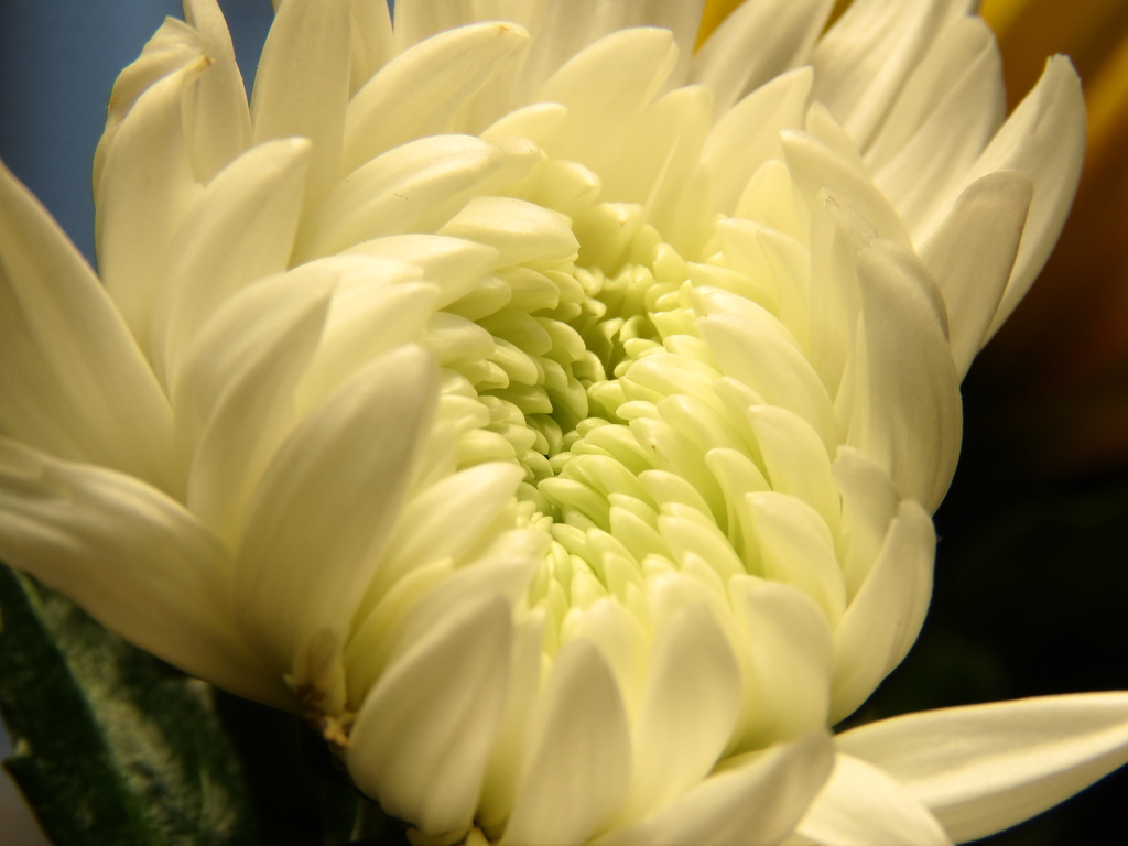 菊1