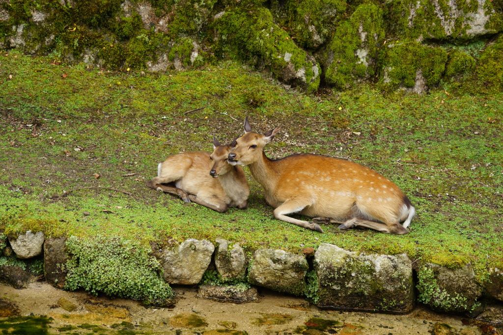 宮島のシカ