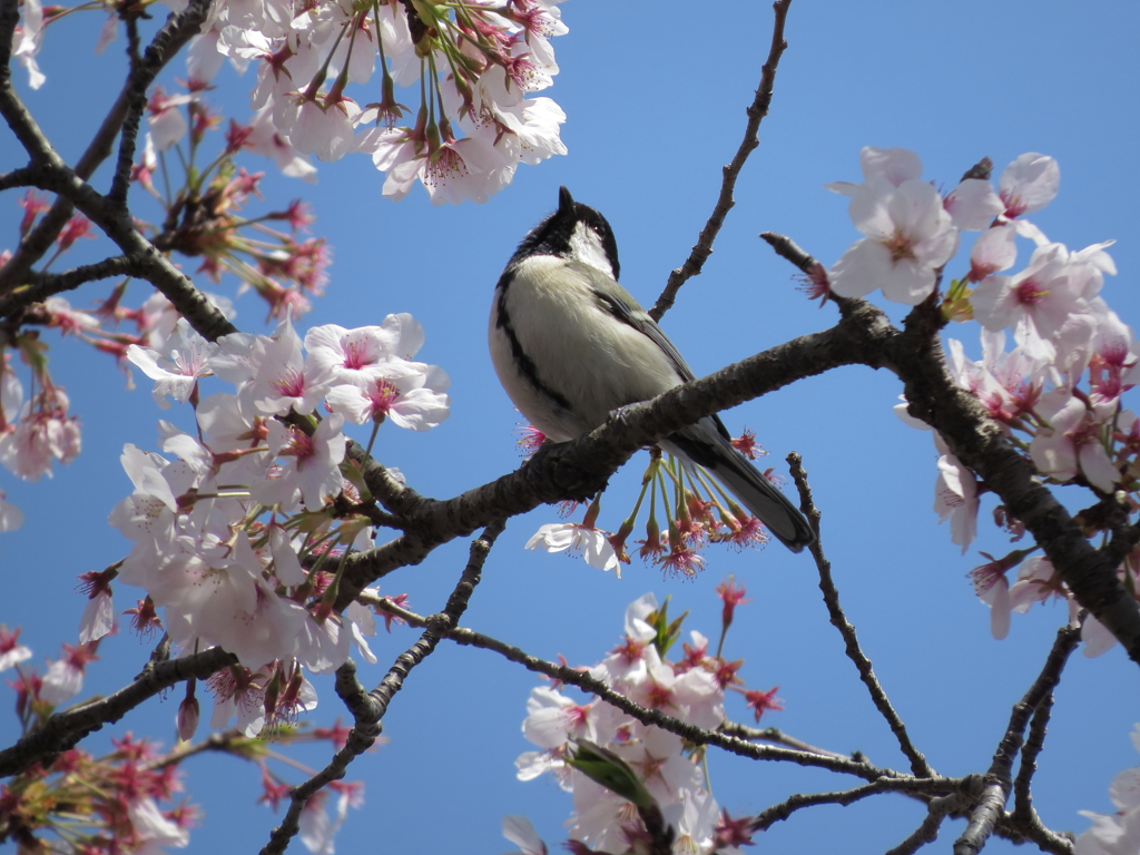 桜とシジュウカラ　1