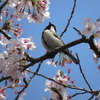 桜とシジュウカラ　1