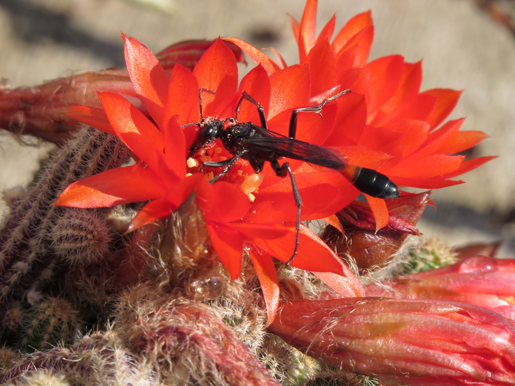 サボテンの花にジガバチ