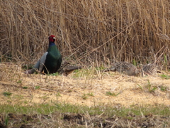 キジ、♀が4羽