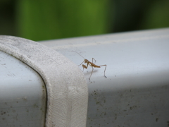 ニューカマー最初の試練