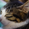 まどろむ仔猫ちゃん3