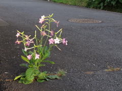 なぜか路上タバコ