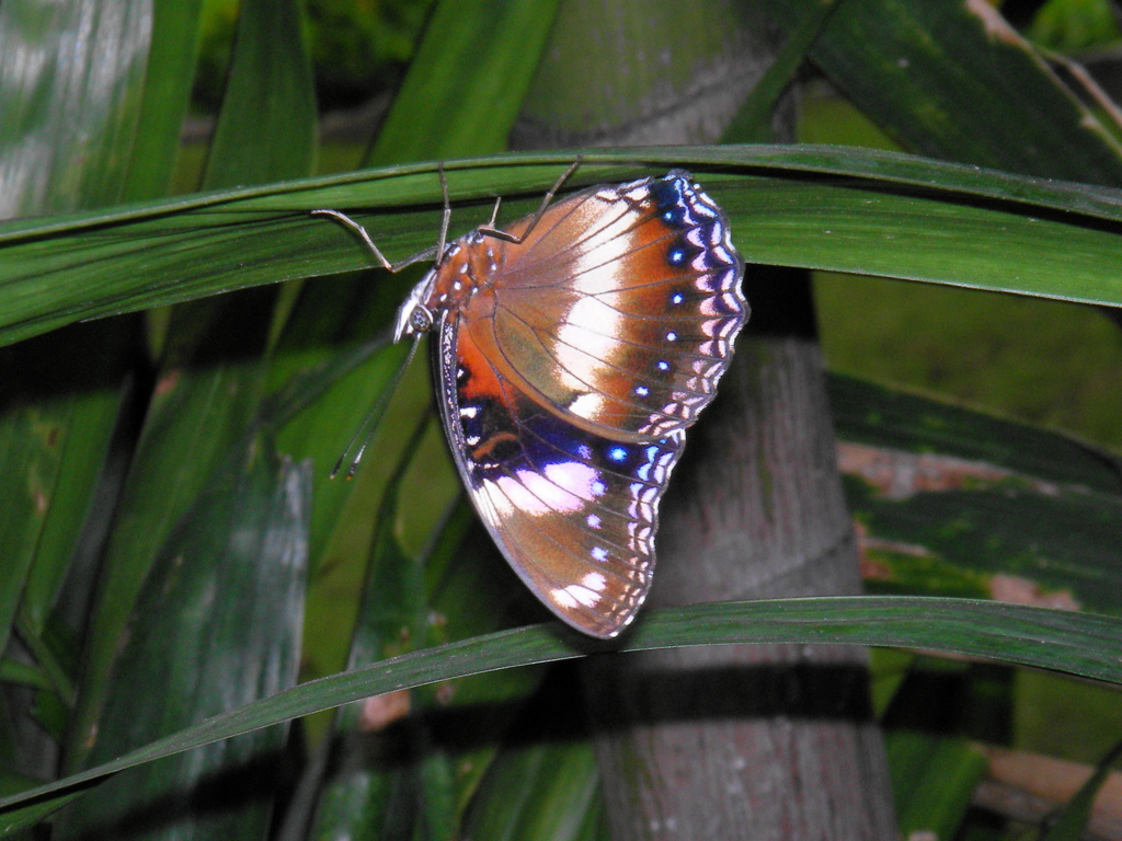 インドネシアの蝶