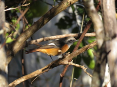 続・いつもの小道で