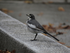 公園のハクセキレイ　1