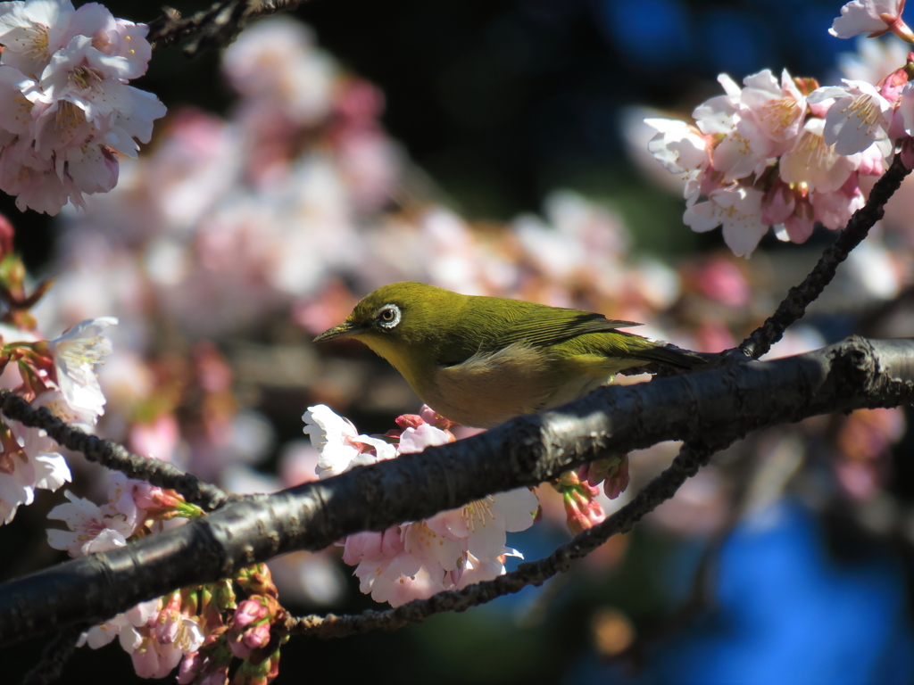 大寒桜+メジロ