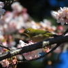 大寒桜+メジロ