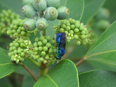 カクレミノの花に群がる蜂　4