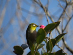 メジロ、口の周りに・・・
