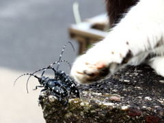 バトル2　絶体絶命、猫パンチ