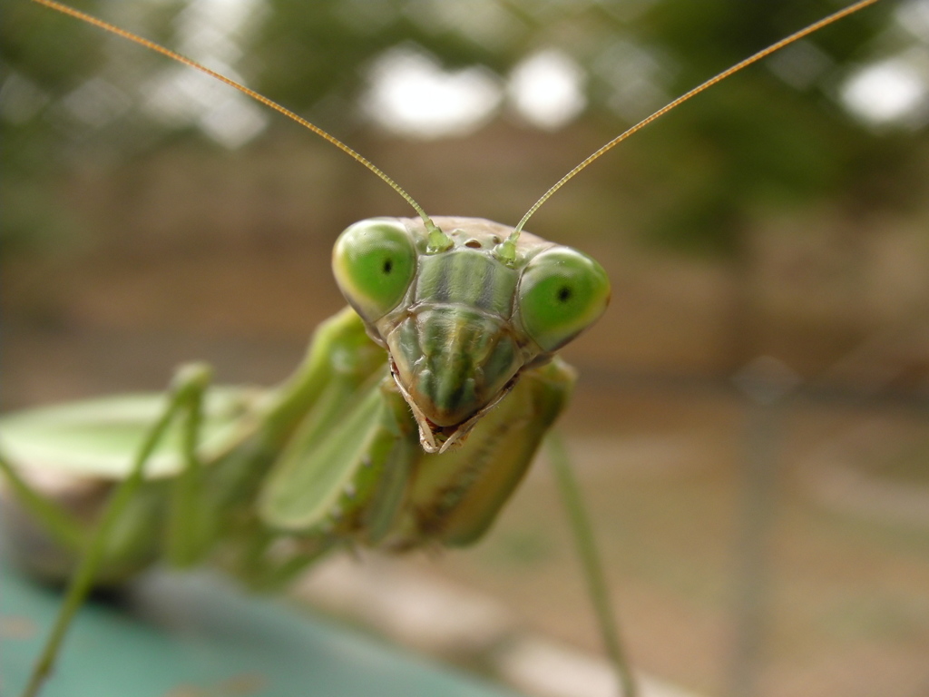 カマキリ　頂上対決　4