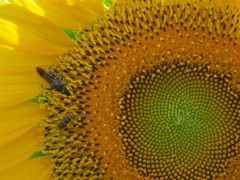 太陽の渦