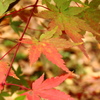 紅葉