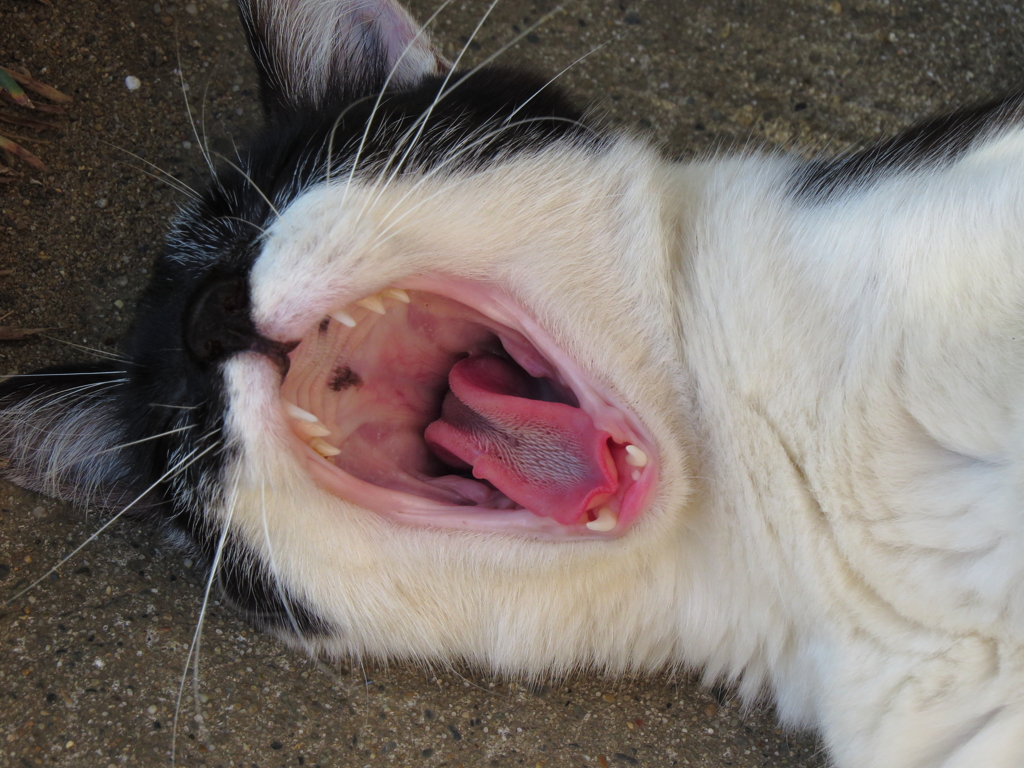 母猫、大あくび