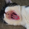 母猫、大あくび