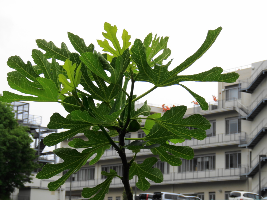 イチジクと１１９