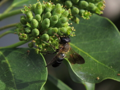 カクレミノの花に群がる蜂　3