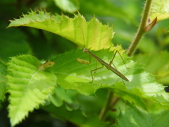 カマキリ