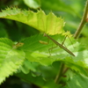 カマキリ