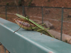 カマキリ　頂上対決　5