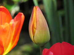 チューリップ、明日の花