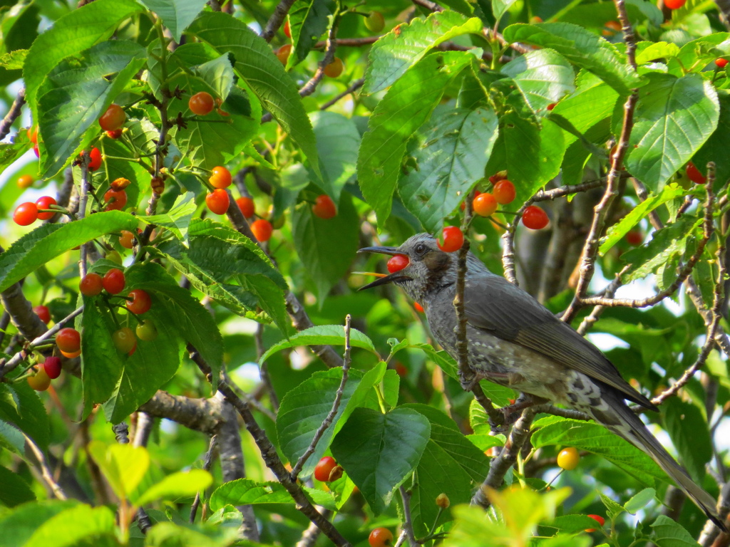 ヒヨドリとサクランボ1