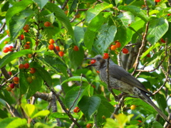 ヒヨドリとサクランボ1