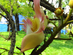 砲丸木3