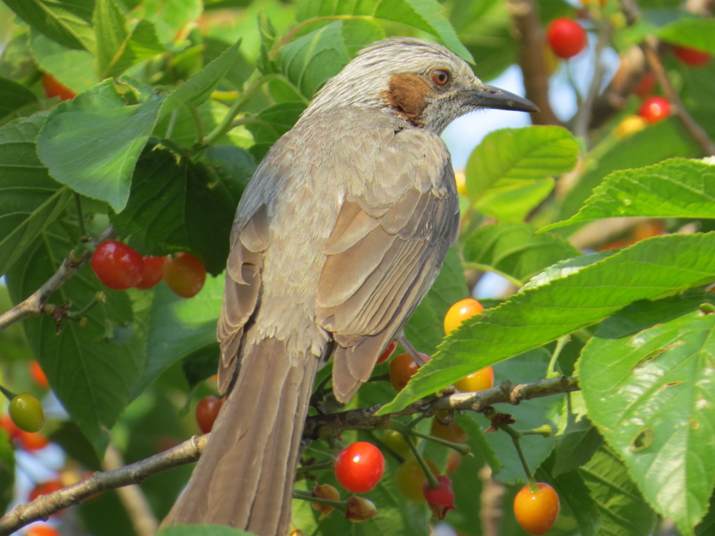 ヒヨドリとサクランボ2