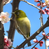 湯島のウメジロ　2