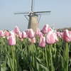 チューリップ祭り　2005