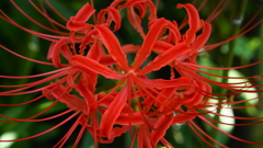 彼岸花
