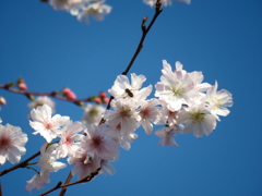 散歩道見上げれば、桜