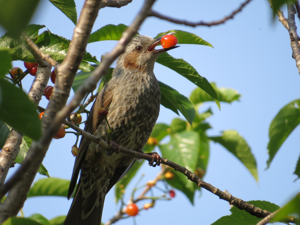 ヒヨドリとサクランボ6