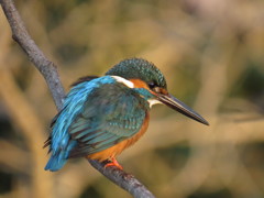 カワセミ