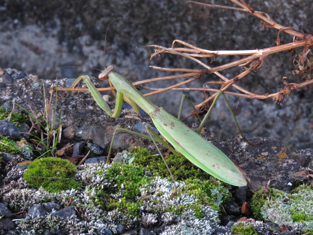 ご存命、カマキリさん