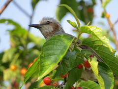 ヒヨドリとサクランボ3