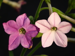 ハナタバコの花