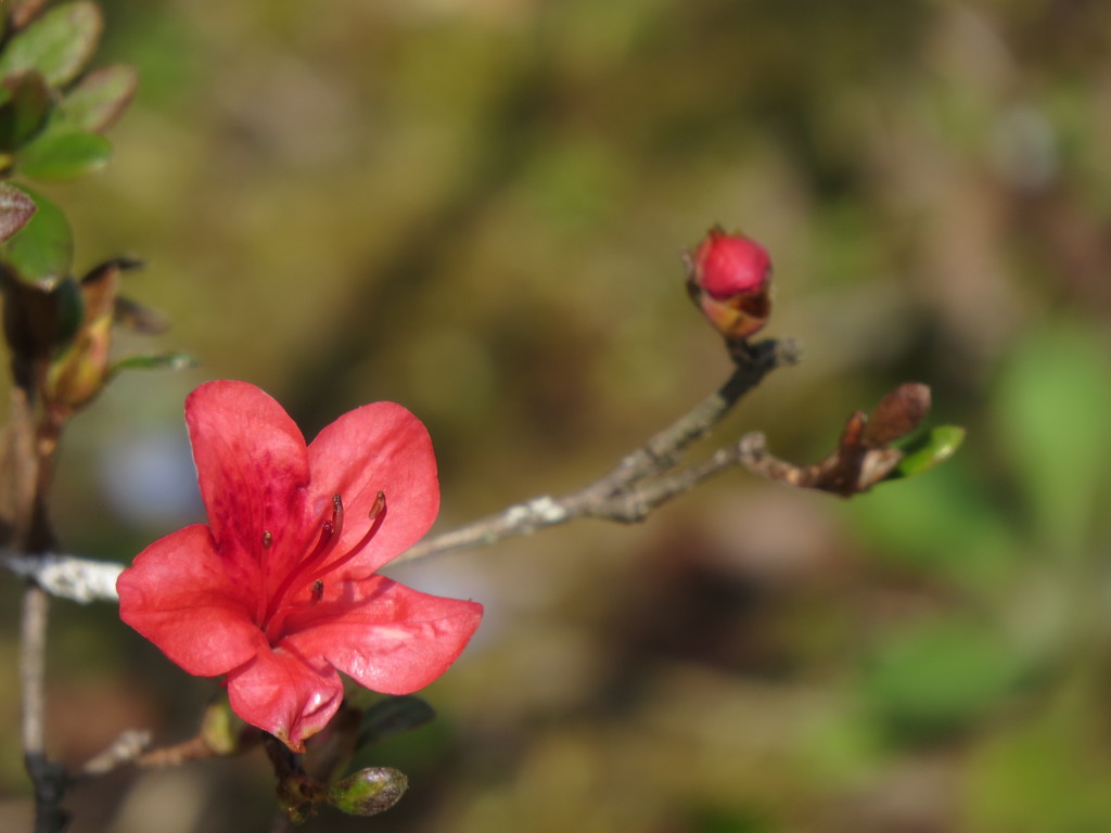 サツキ、咲く月をマーチがう