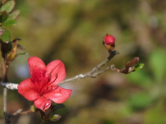 サツキ、咲く月をマーチがう