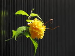 ひょっこり山吹
