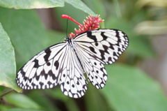 オオゴマダラ 3