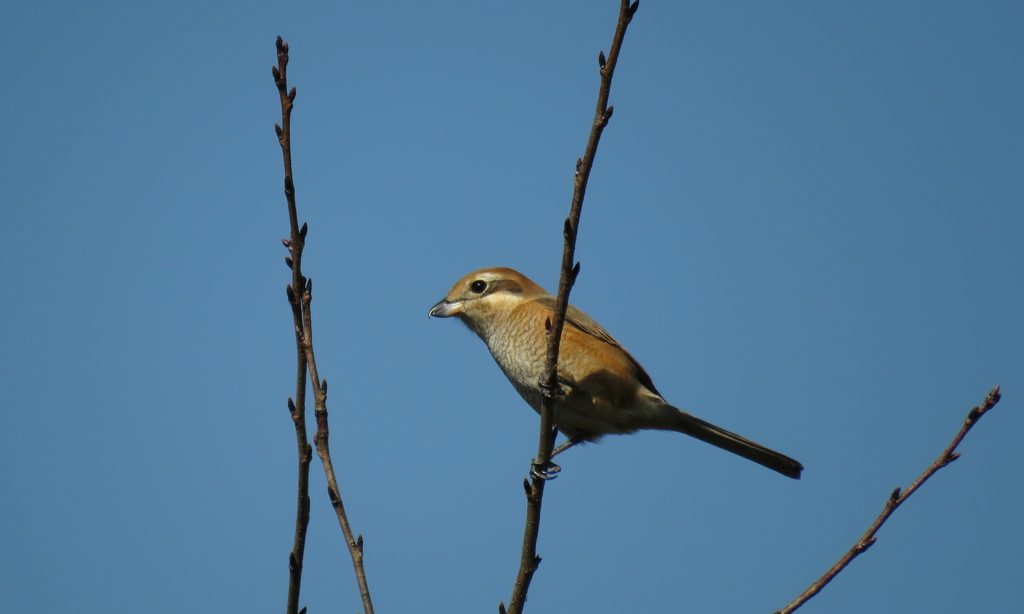 MOZU ♀　最終回？